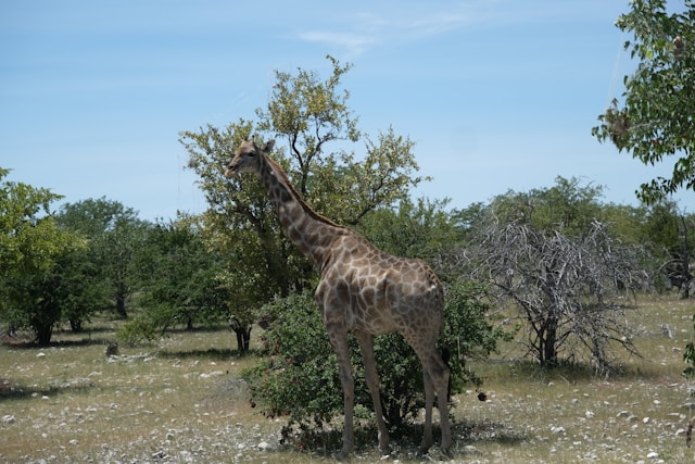 safari Afrique