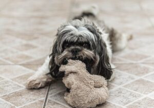 Des croquettes de qualité pour chiot une alimentation saine dès le départ