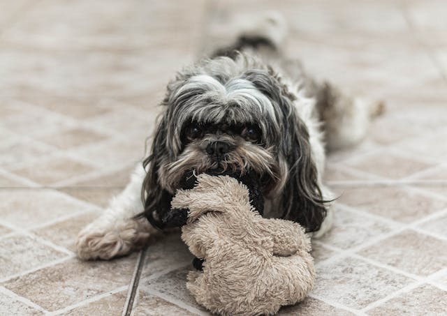 Des croquettes de qualité pour chiot une alimentation saine dès le départ