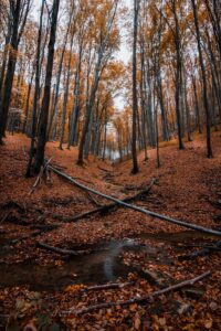 Découvrez un sentier forestier d'automne serein avec un feuillage d'automne vibrant et des feuilles éparses.